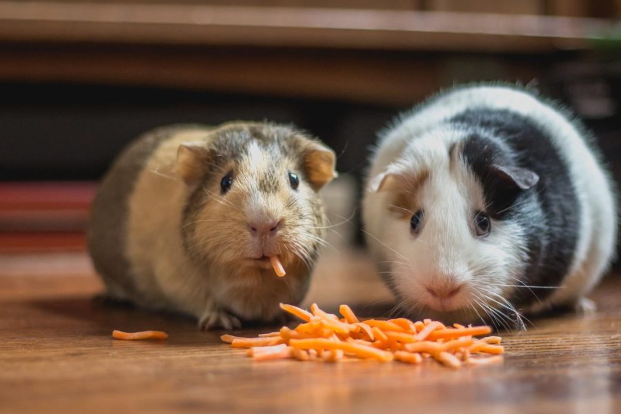 Who needs a dog when you can have a furry little guinea pig?