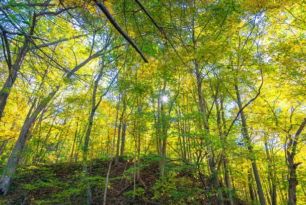 This scene is from the trails near Seneca Rocks, West Virginia in the fall. Where can you take a picture locally?