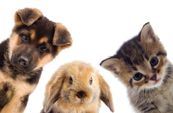 Pet+Fiction+Contest