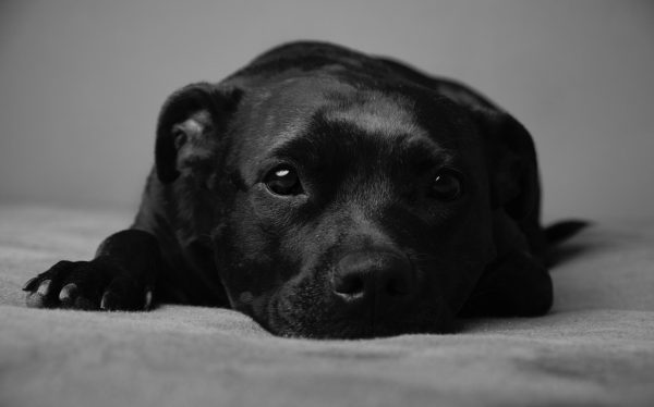 Dont let stigma and superstition allow black dogs go without a home.