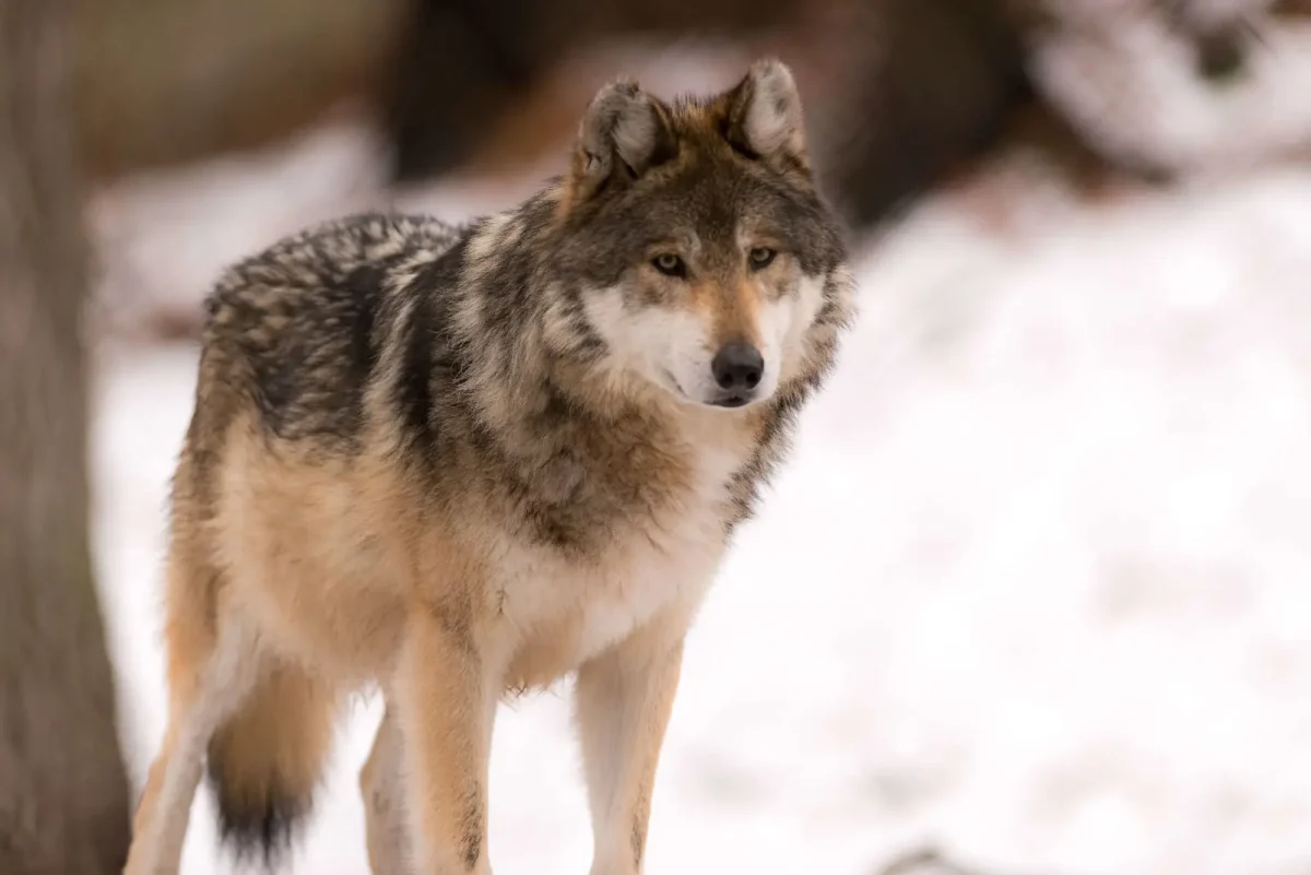 Natures mascot : The Return of the gray wolf in California