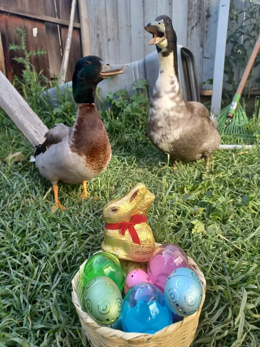 2022 easter photoshoot with a mallard and a swedish blue duck